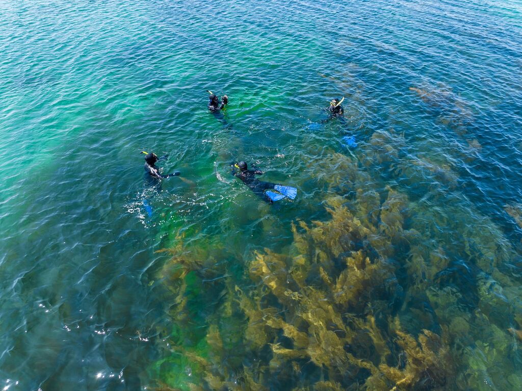 Wildlife Snorkelling Experience with Dive Aran around Aran Islands